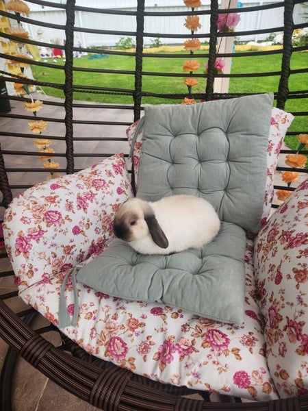 Purebred Baby Mini Lop Carousel 2