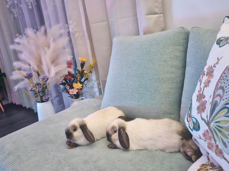 Purebred Baby Mini Lop Carousel 1
