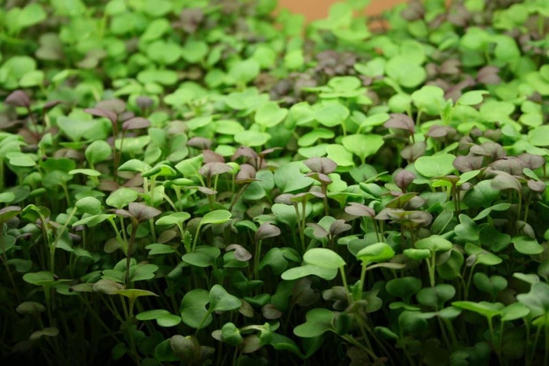 MICROGREENS KICK START COMBO64405922382978110