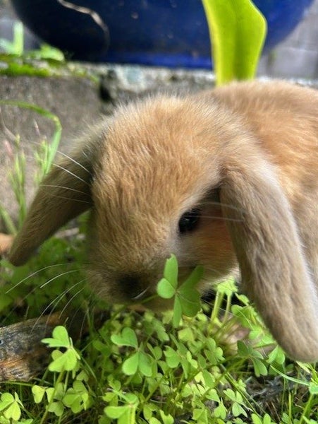 Purebred baby Minilop rabbits Carousel 2