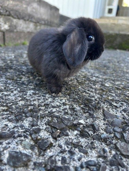 Purebred baby Minilop rabbits Carousel 4