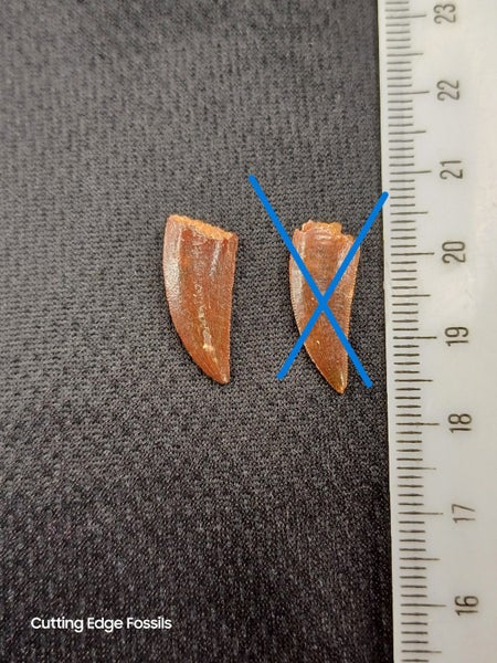 Abelisaur (Dinosaur) Fossil Tooth (A) Carousel 2