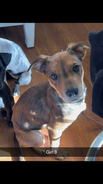 Border collie x Staffy puppies Carousel 2