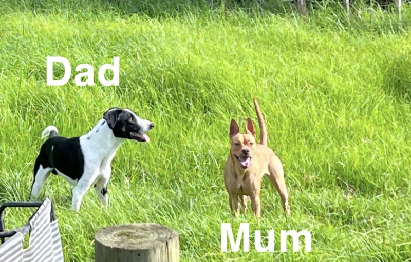 Border collie x Staffy puppies Carousel 5