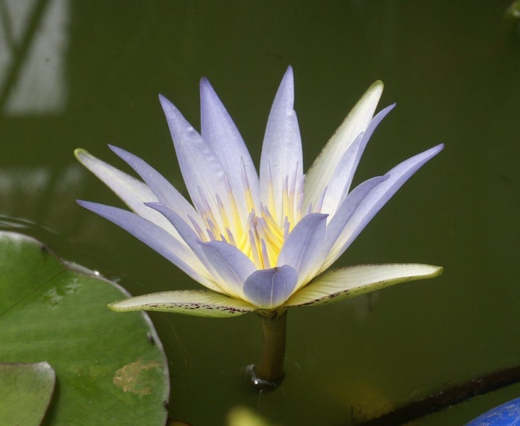 True Blue Egyptian Nile Lotus Nymphaea Caerulea 50 x Seeds Carousel 1