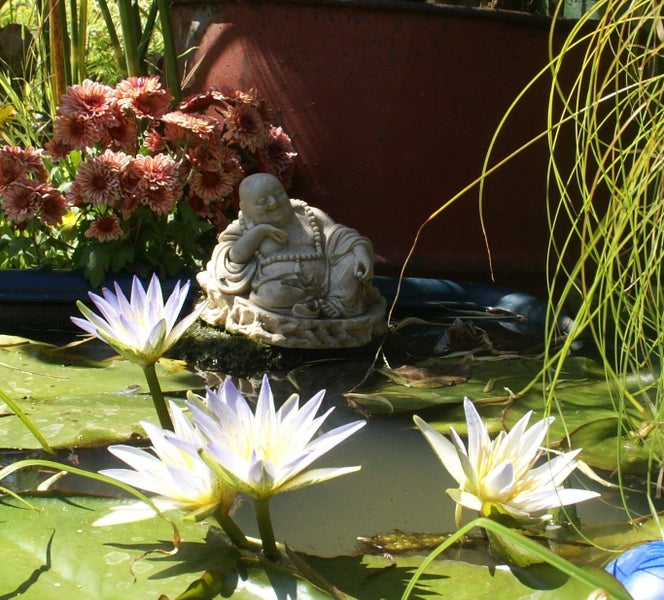 True Blue Egyptian Nile Lotus Nymphaea Caerulea 50 x Seeds Carousel 2