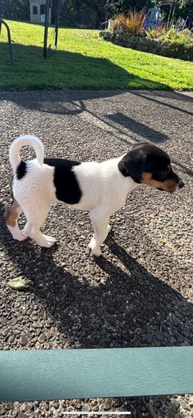 Purebred Miniature Fox Terrier Puppy Carousel 2