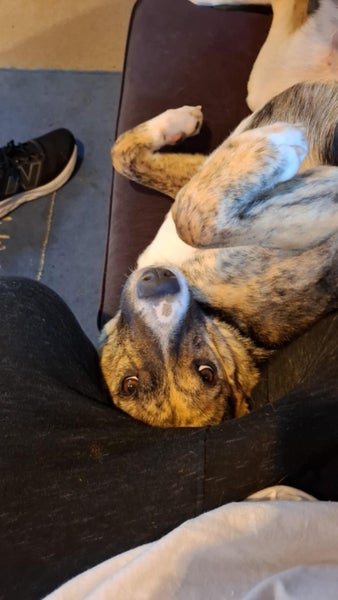 Trixie (Ellies Canine Rescue & Rehome) Carousel 2