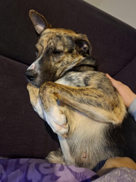 Trixie (Ellies Canine Rescue & Rehome) Carousel 1