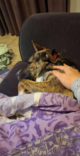 Trixie (Ellies Canine Rescue & Rehome) Carousel 7