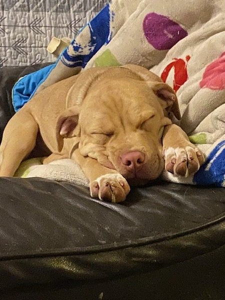 Oski (Ellie's Canine Rescue & Rehome) Carousel 2