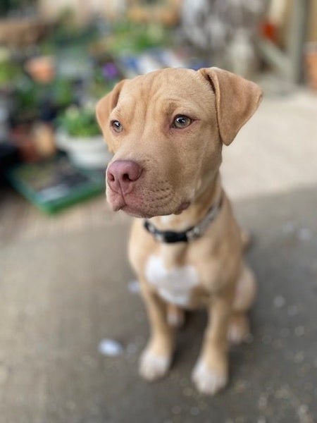 Oski (Ellie's Canine Rescue & Rehome) Carousel 1