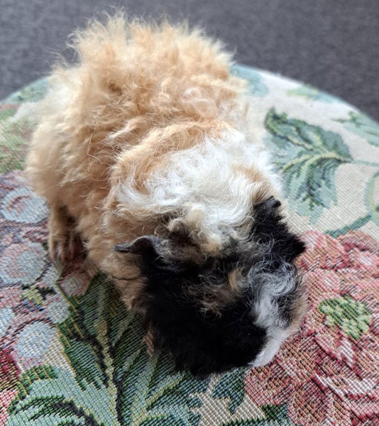 Beautiful long haired guinea pigs Carousel 1