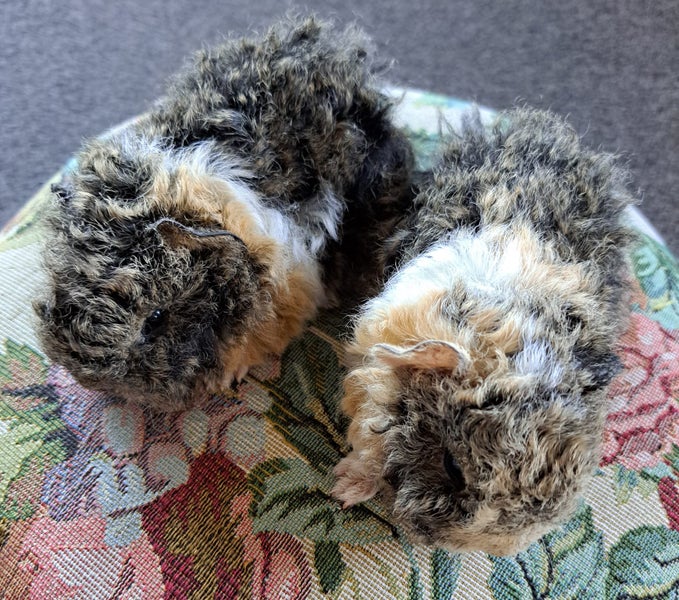 Beautiful long haired guinea pigs Carousel 2
