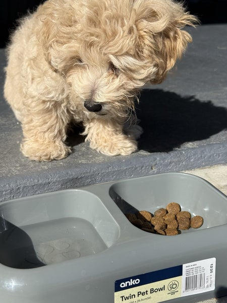 Maltese x poodle male puppy Carousel 1