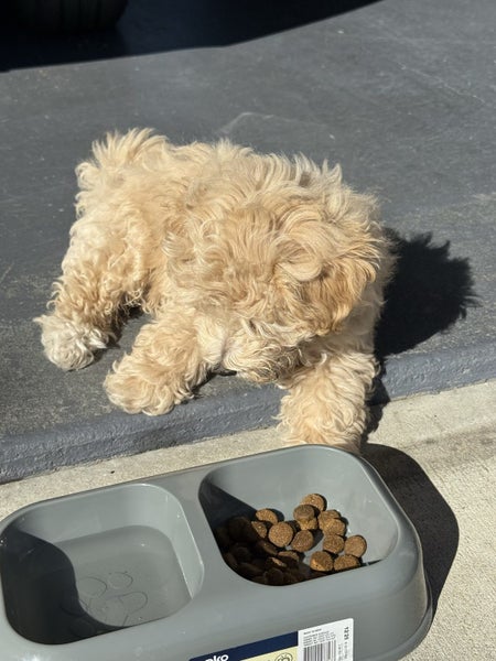 Maltese x poodle male puppy Carousel 2