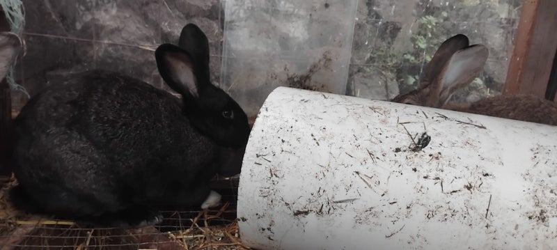 Young Rabbits Carousel 5