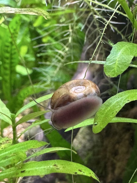 Ramshorn Snails Carousel 2