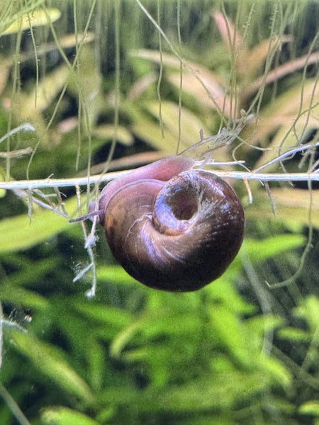 Ramshorn Snails Carousel 5