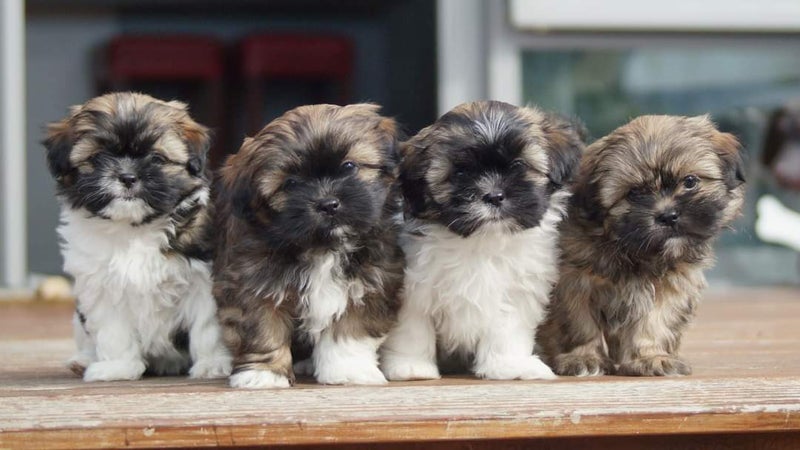 Shih Tzu puppy Carousel 2