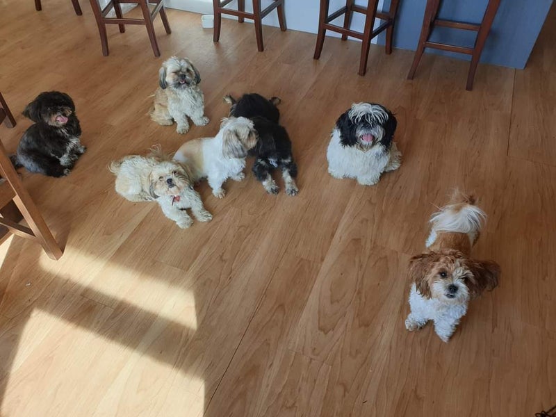 Shih Tzu puppy Carousel 6