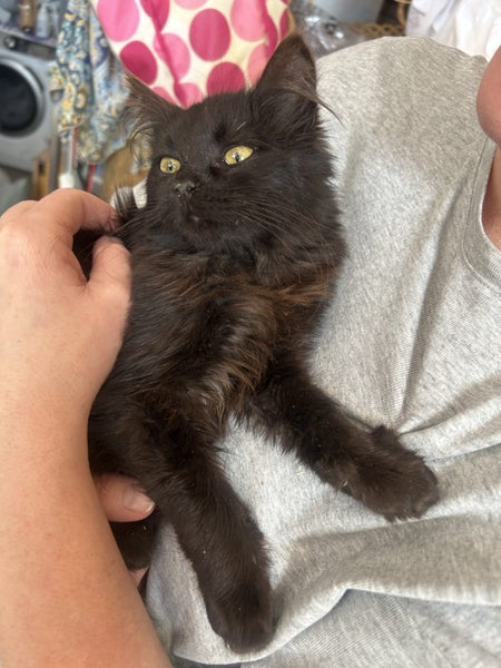 Lexi Fluffy desexed kitten Carousel 1
