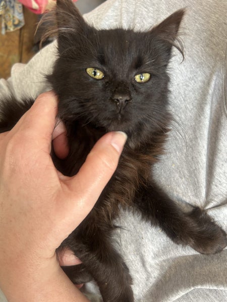 Lexi Fluffy desexed kitten Carousel 2