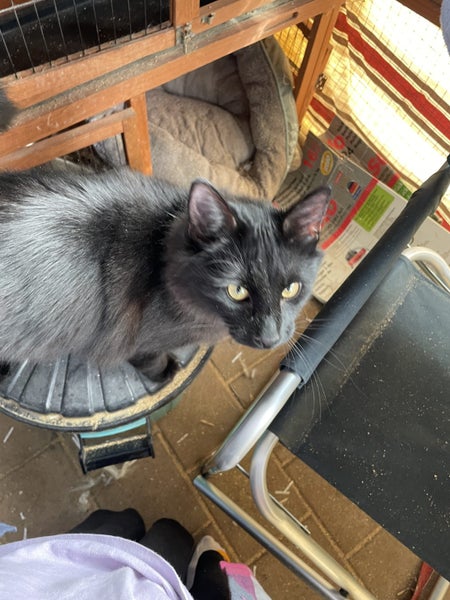 Jackson Fluffy desexed 11 months boy Carousel 1