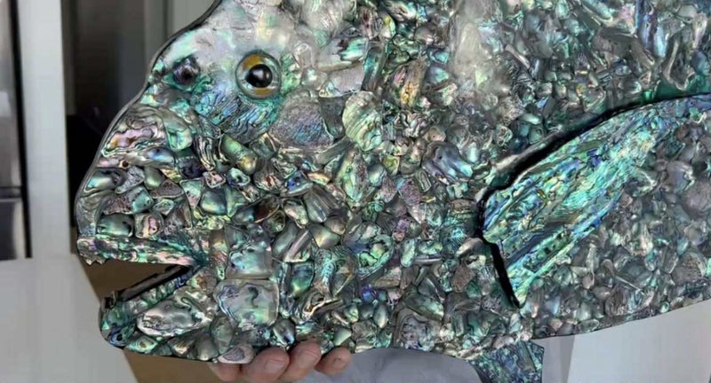 **UNIQUE LARGE PAUA SNAPPER** Carousel 2