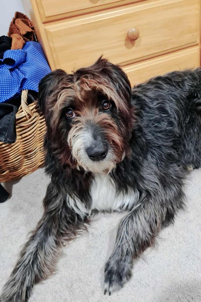 Tucker - beardie/BC cross 4 year old male Carousel 2
