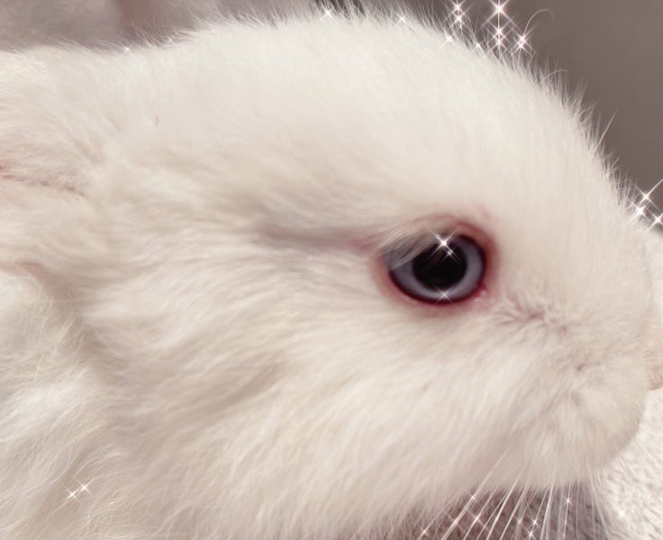 Pure Blood Flemish Giant Baby Rabbits Carousel 2
