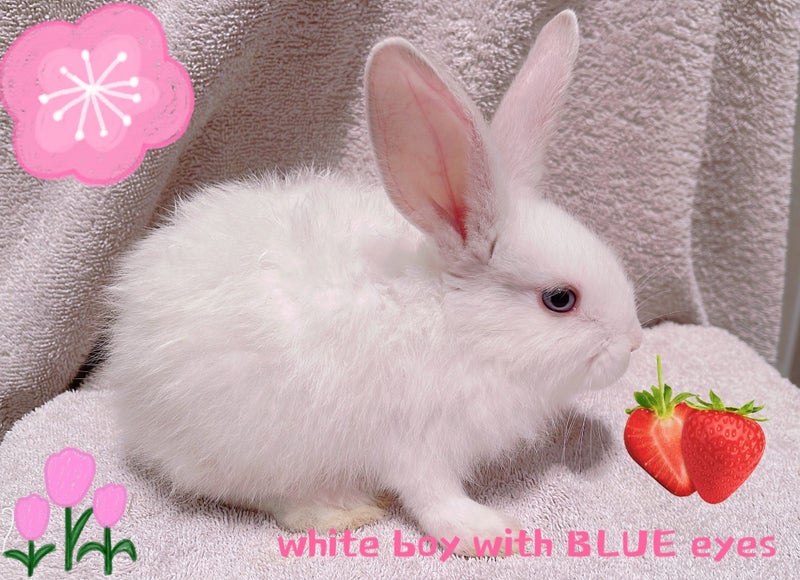 Pure Blood Flemish Giant Baby Rabbits Carousel 1