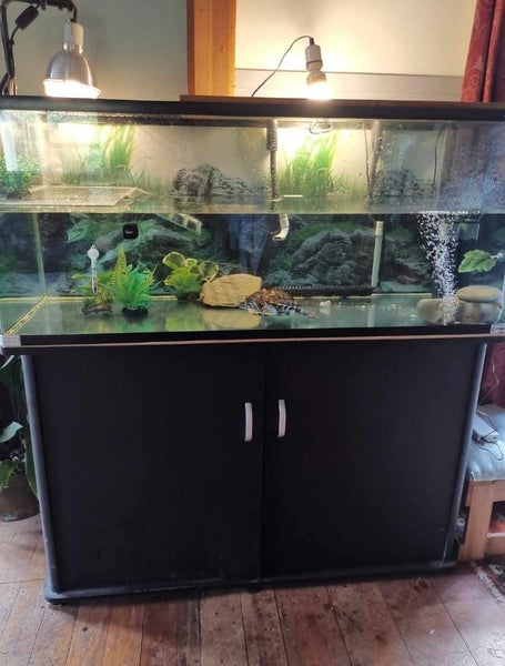 Turtle and complete tank setup Carousel 1