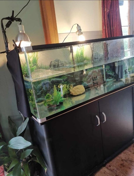 Turtle and complete tank setup Carousel 7