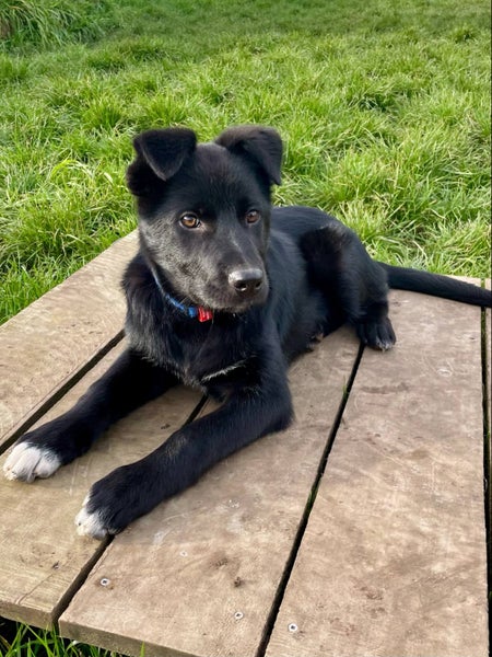 "DAISY" Collie Pup- pound rescue ARAN Rescue Whanganui Carousel 1