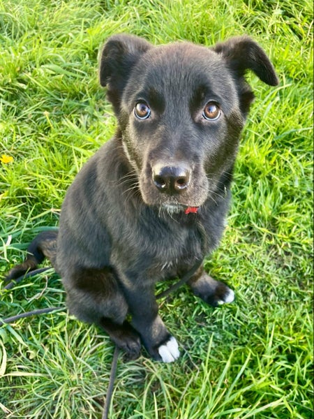 "DAISY" Collie Pup- pound rescue ARAN Rescue Whanganui Carousel 2