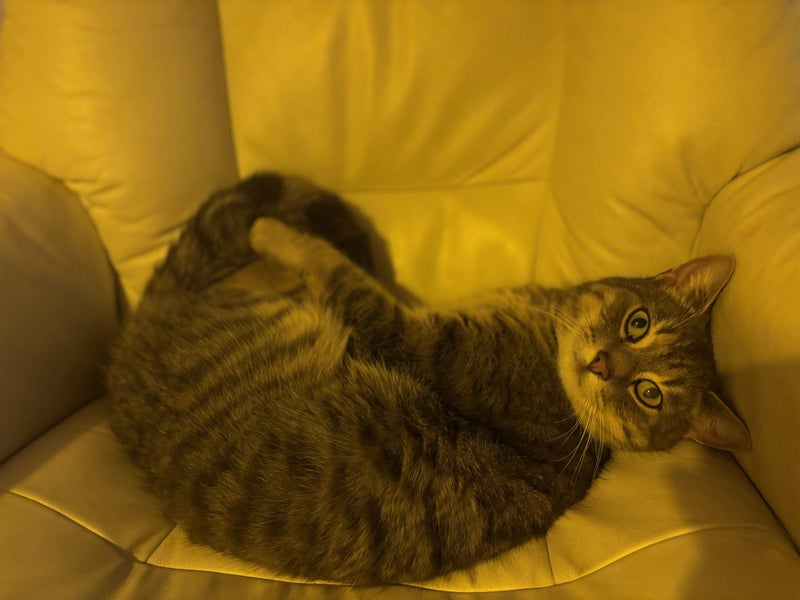 A Very Special Cat Needing A New Home Carousel 2