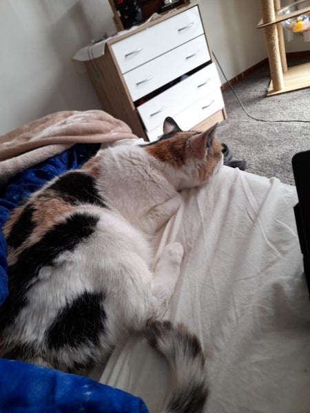 Calico Senior Cat female Carousel 2
