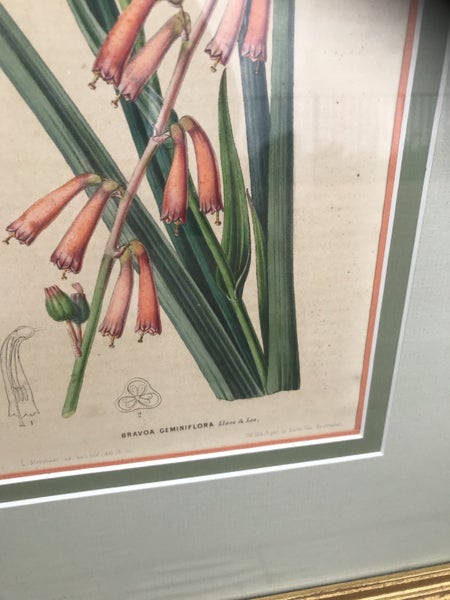 Framed Antique French Botanical Emmanuel Le Maout Art Prints x463615291228545112