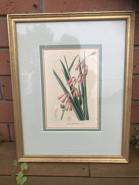Framed Antique French Botanical Emmanuel Le Maout Art Prints x463615291228545111