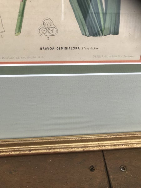 Framed Antique French Botanical Emmanuel Le Maout Art Prints x463615291228545113