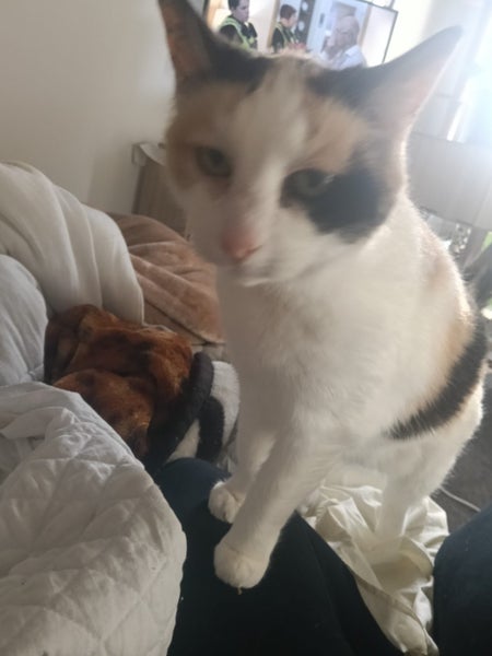 Calico Senior Cat female Carousel 8