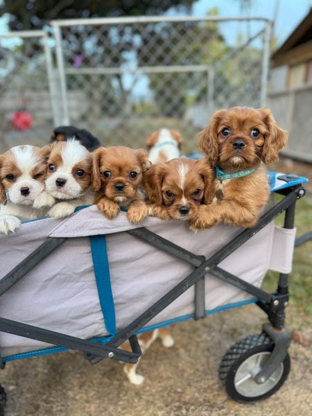 BetterCavs Pedigree King Charles Spaniels Carousel 1