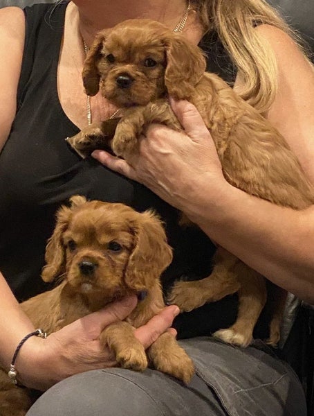 BetterCavs Pedigree King Charles Spaniels Carousel 2