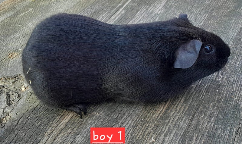 Guinea pigs Carousel 2