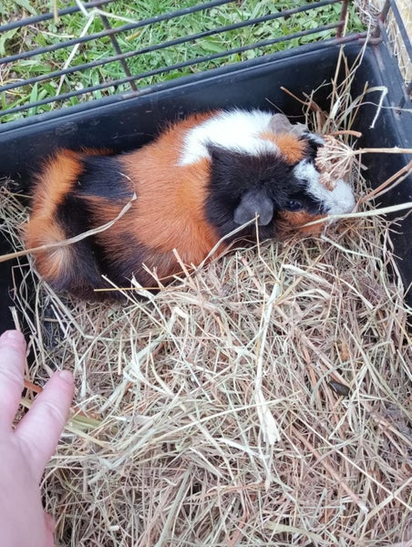Guinea pigs Carousel 1
