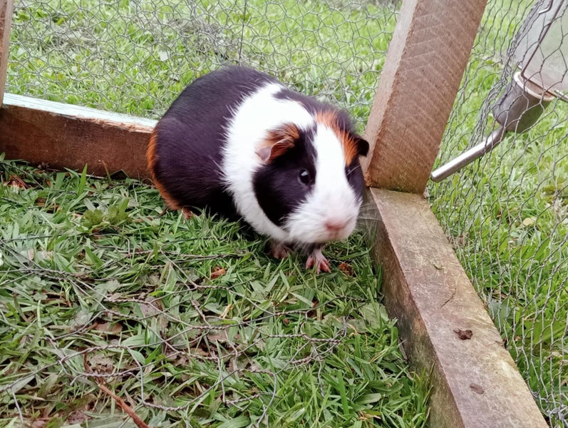 Guinea pigs Carousel 2