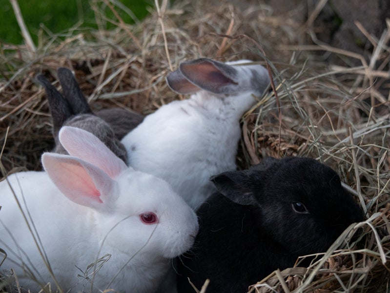 Purebred Standard Rex Rabbits Carousel 19