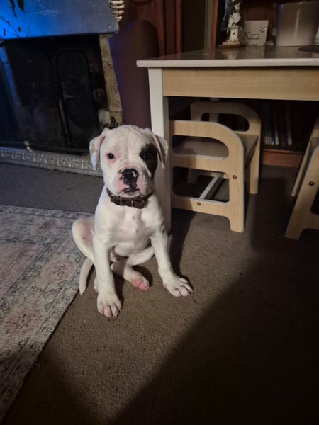 American bulldog Carousel 2
