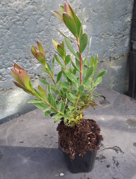 Leucadendron Jenny Barker white flowers tipped with pink cream centres Carousel 2
